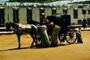 Horse & Carriage, Edfu
